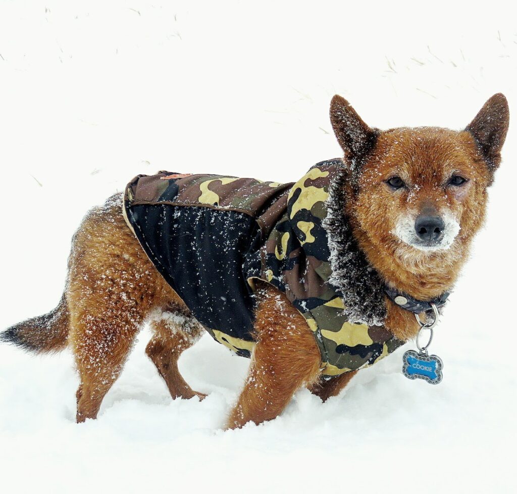 Cookie, Explorer Enforcer